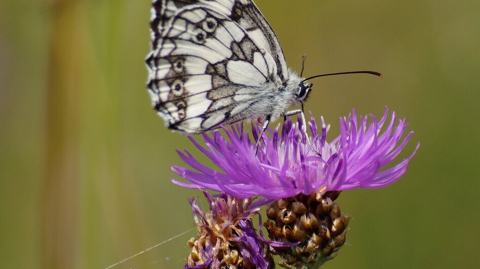 Theme path Stenzengreither Theme Trail - Touren-Impression #2.5 | © Oststeiermark Tourismus