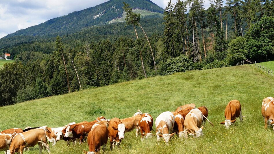 Theme path Stenzengreither Theme Trail - Touren-Impression #2.11 | © Oststeiermark Tourismus