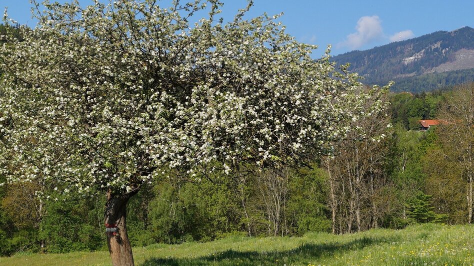 Theme path Stenzengreither Theme Trail - Touren-Impression #2.12 | © Oststeiermark Tourismus