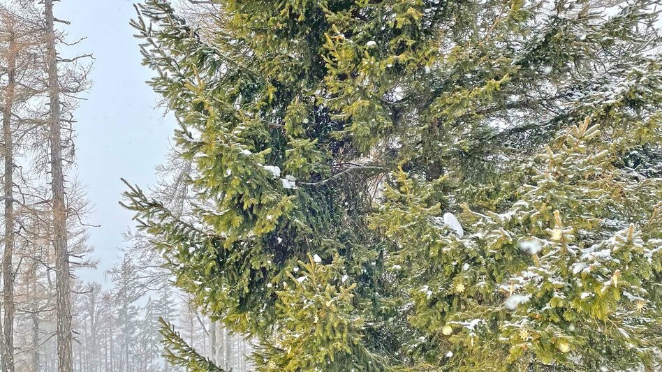 Winter Hiking Winter hike on the Zetz - Touren-Impression #2.5 | © Oststeiermark Tourismus