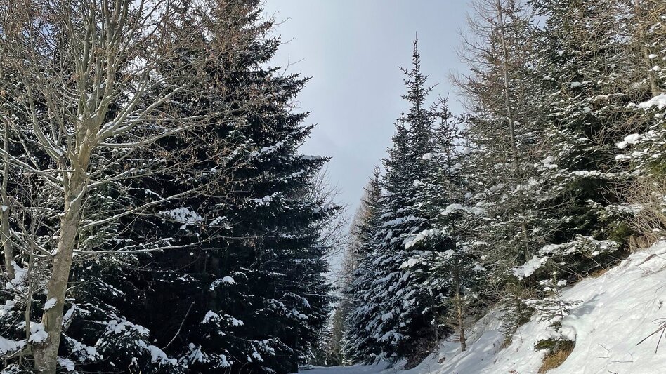 Winter Hiking Winter hike on the Zetz - Touren-Impression #2.6 | © Oststeiermark Tourismus