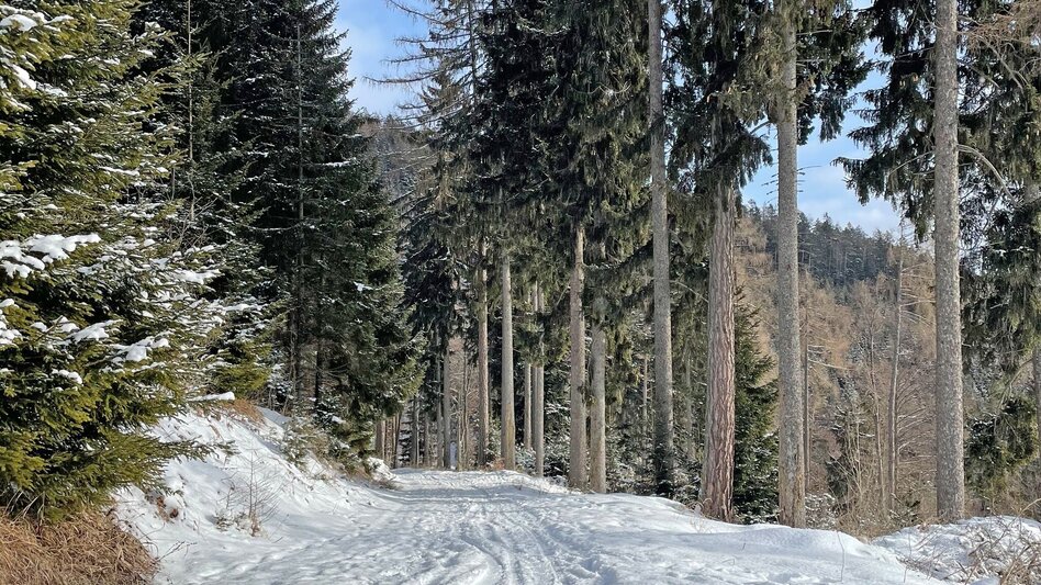 Winter Hiking Winter hike on the Zetz - Touren-Impression #2.8 | © Oststeiermark Tourismus