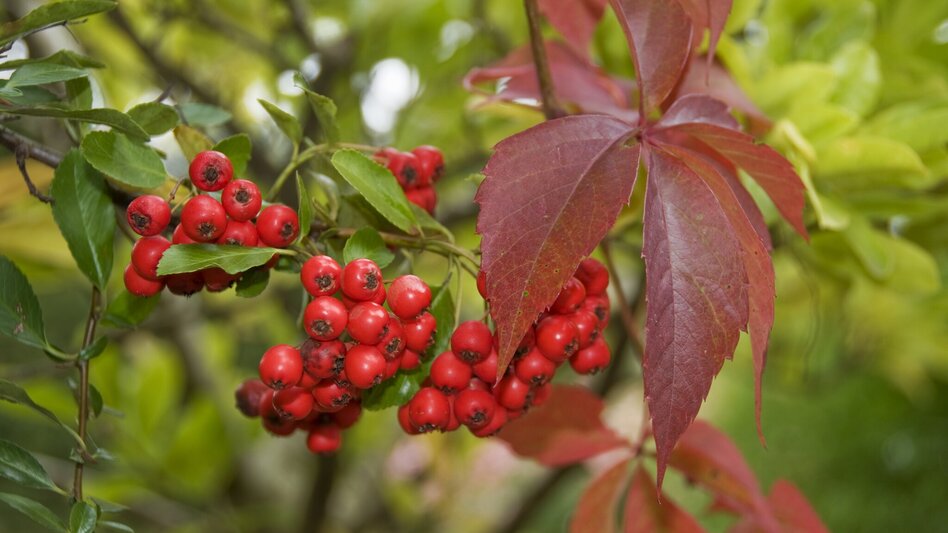 Hiking route FF8 Hundertwassertour Bad Blumau - Touren-Impression #2.3 | © Kurkommission Bad Blumau
