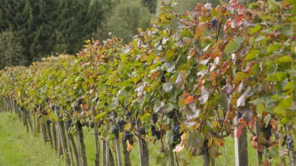 Hiking route FF8 Hundertwassertour Bad Blumau - Touren-Impression #2.5 | © Kurkommission Bad Blumau