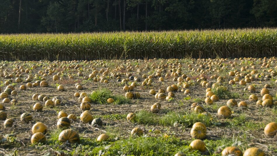 Hiking route FF8 Hundertwassertour Bad Blumau - Touren-Impression #2.6 | © Kurkommission Bad Blumau