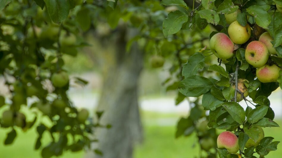 Hiking route FF8 Hundertwassertour Bad Blumau - Touren-Impression #2.7 | © Kurkommission Bad Blumau