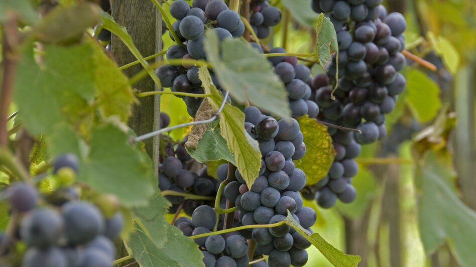 Hiking route FF8 Hundertwassertour Bad Blumau - Touren-Impression #2.9 | © Kurkommission Bad Blumau