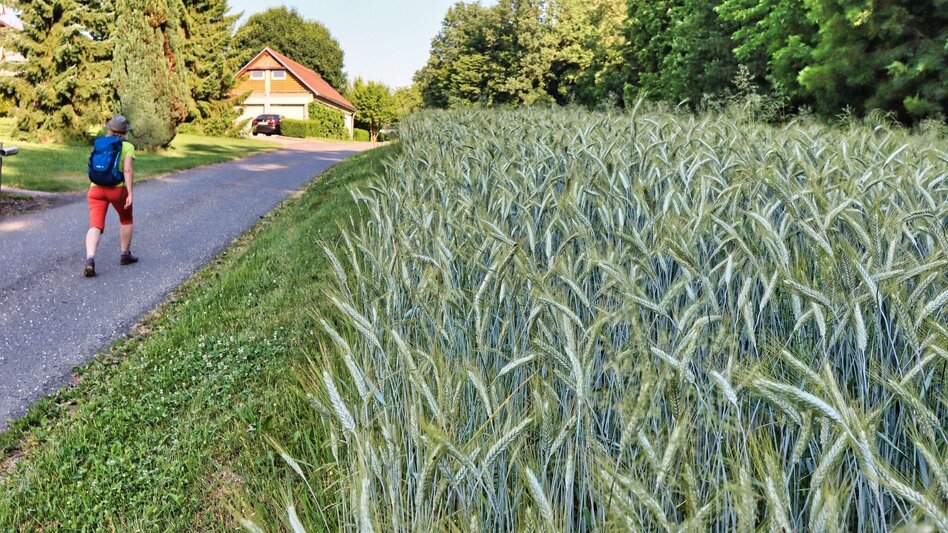 Theme path Path of roses (Rosenweg) St. Stefan/Rosental - Touren-Impression #2.5 | © Thermen- & Vulkanland