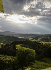 Blick ins Weinland bei Fehring | © Steiermark Tourismus/bigshot.at | bigshot.at | © Steiermark Tourismus/bigshot.at