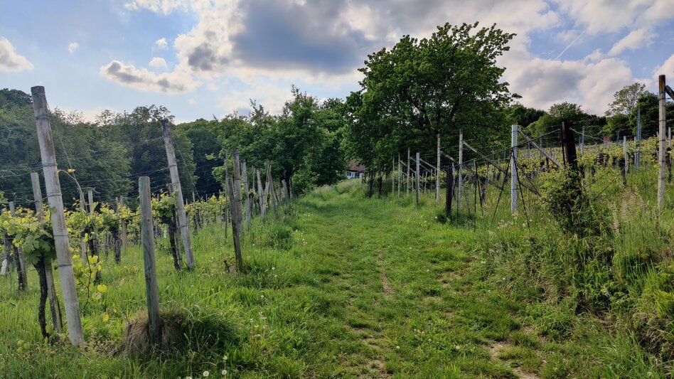 Themen- und Lehrpfad Maria-Theresianischer Grenzweg Hohenbrugg-Weinberg - Touren-Impression #2.4 | © Thermen- & Vulkanland