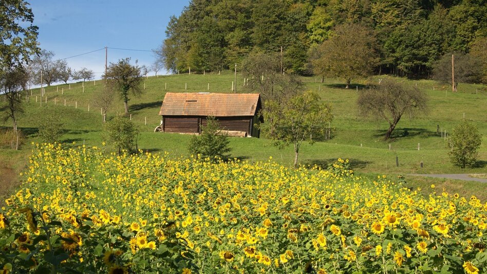 Theme path St. John´s way (Johannesweg) - Touren-Impression #2.7 | © Marktgemeinde Jagerberg