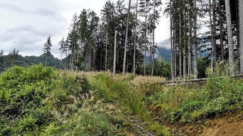 Hiking route Landler Country walk #3 - Touren-Impression #2.7 | © TV Gesäuse
