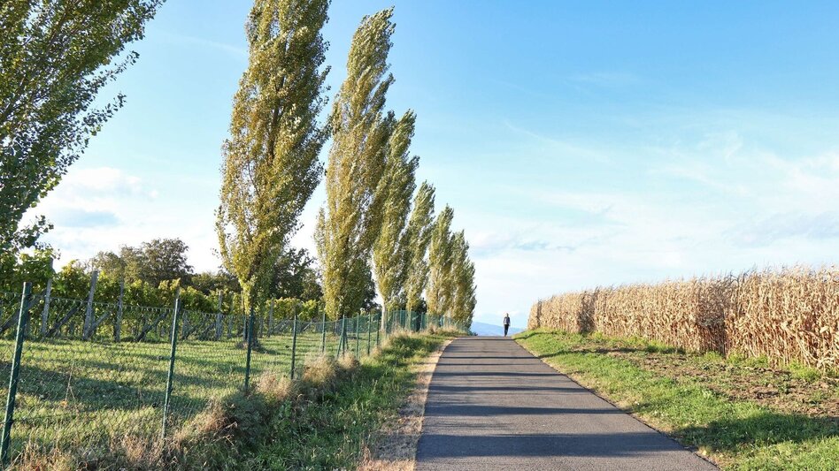 Hiking route Zotter-Schleife Genusswanderweg Riegersburg - Touren-Impression #2.10 | © Thermen- & Vulkanland