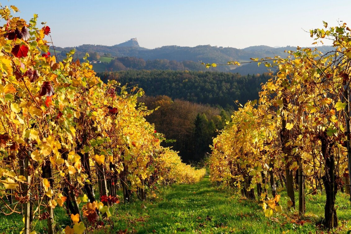Radfahren Blicktour Riegersburg - Touren-Impression #1 | © TV Thermen- & Vulkanland