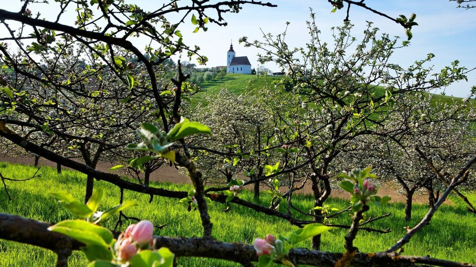 Radfahren Blicktour Riegersburg - Touren-Impression #2.2 | © Thermen- & Vulkanland