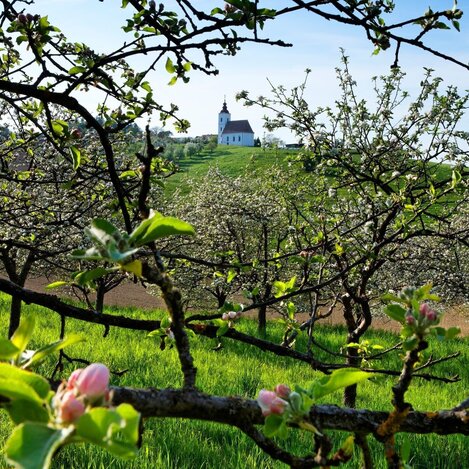 Den frühen Frühling spüren | © Thermen- & Vulkanland | Bernhard Bergmann | © Thermen- & Vulkanland
