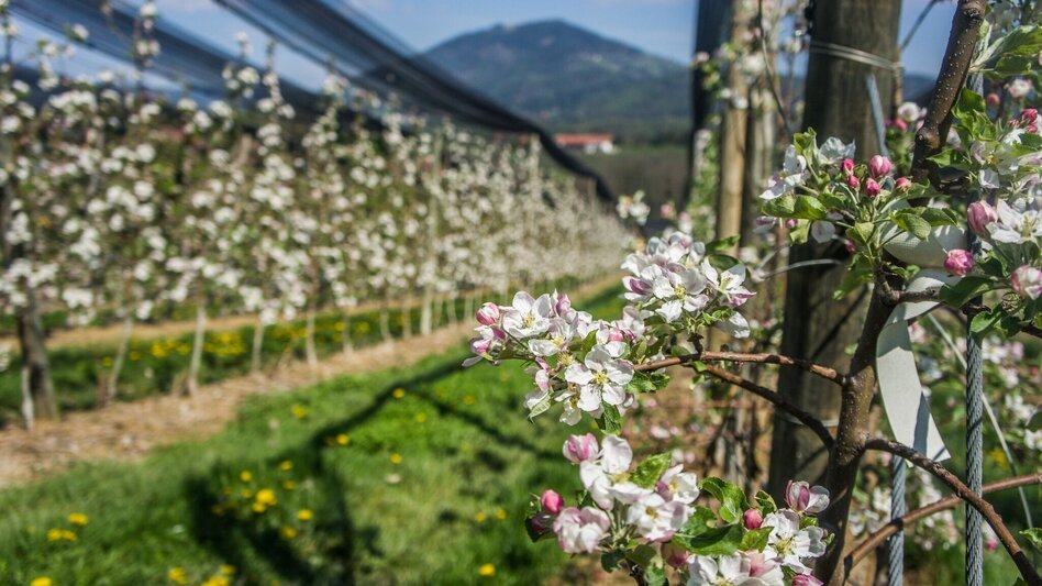 Hiking route Apple hiking trail from Weiz to Puch - Touren-Impression #2.1 | © Oststeiermark Tourismus
