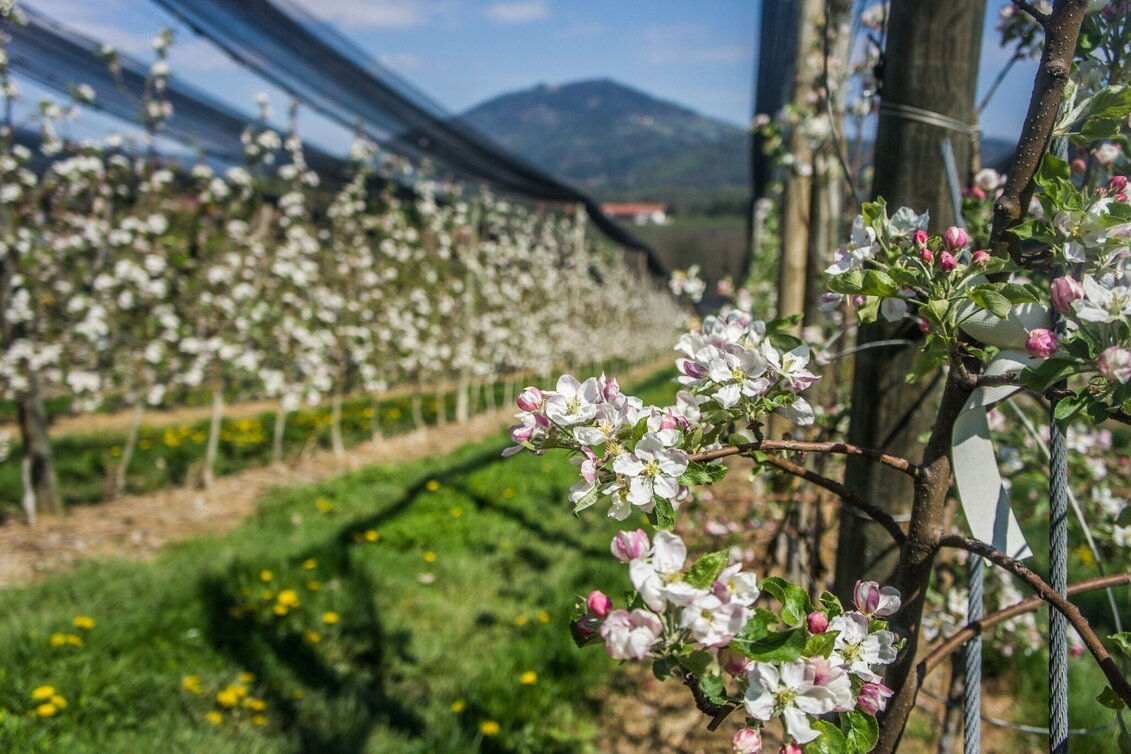 Hiking route Apple hiking trail from Weiz to Puch - Touren-Impression #1 | © Oststeiermark Tourismus