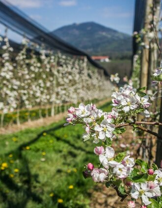 Apfelwanderweg | Alexandra Wagner | © Oststeiermark Tourismus