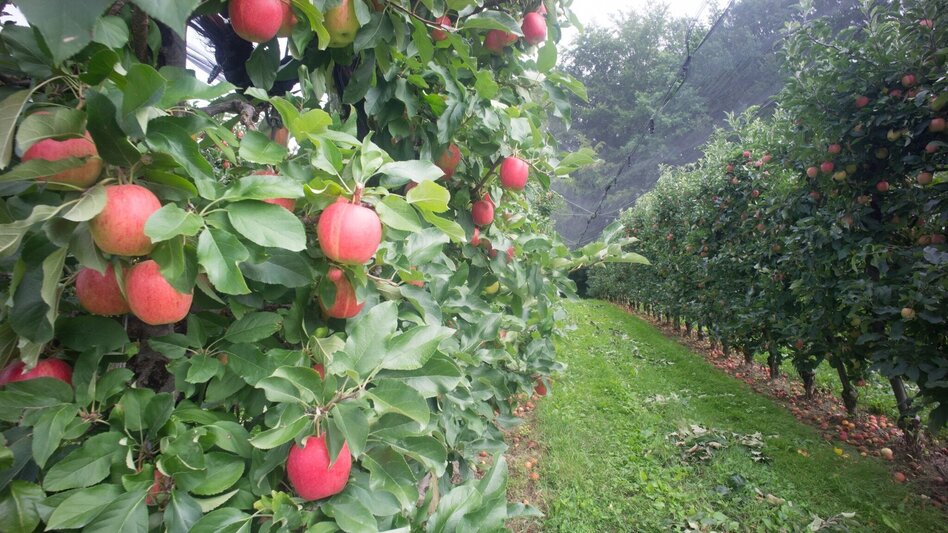 Hiking route Apple hiking trail from Weiz to Puch - Touren-Impression #2.4 | © Oststeiermark Tourismus