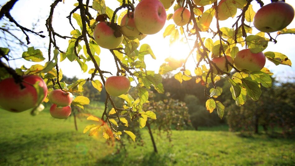 Hiking route Apple hiking trail from Weiz to Puch - Touren-Impression #2.6 | © Oststeiermark Tourismus