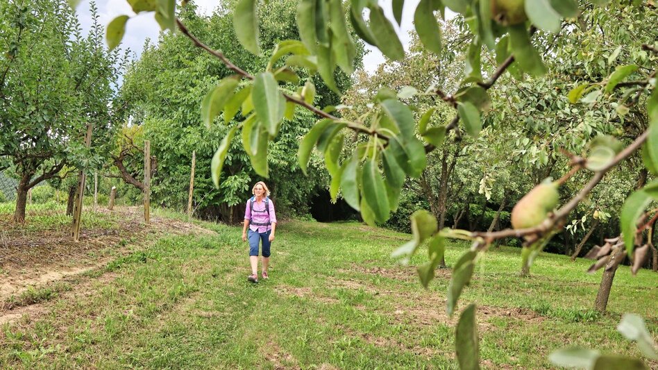 Wanderung Gölles-Schleife – Genusswanderweg rund um Riegersburg - Touren-Impression #2.7 | © Thermen- & Vulkanland