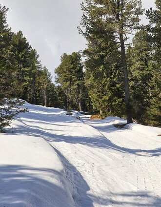 Der Aufstieg durch den Zirbenwald | Weges OG | © Weges OG