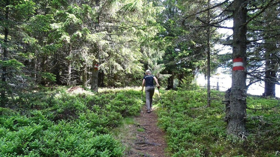 Hiking route Steinplan via sunny side - Touren-Impression #2.5 | © WEGES OG