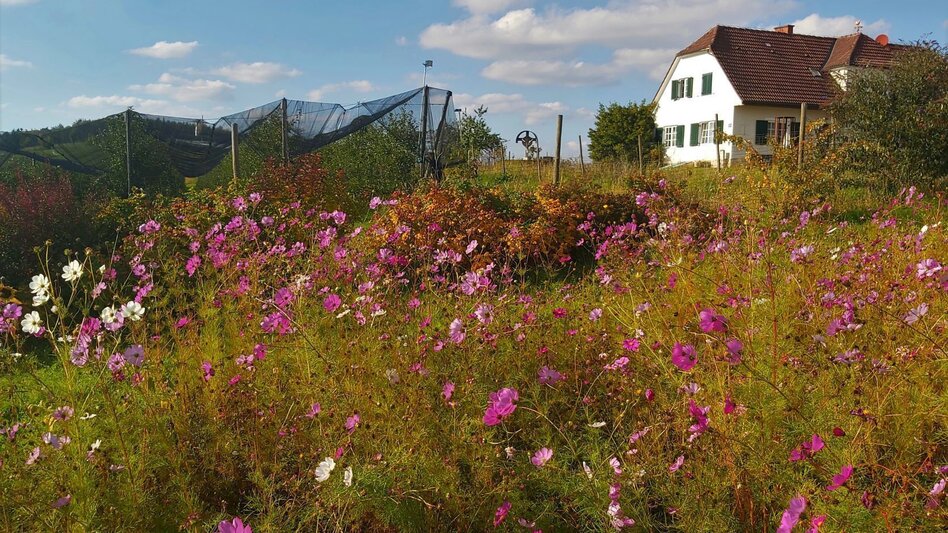 Bike Riding Panoramic tour, St. Ruprecht an der Raab - Weiz - Touren-Impression #2.3 | © Oststeiermark Tourismus