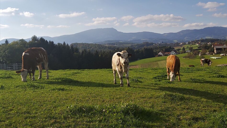 Bike Riding Panoramic tour, St. Ruprecht an der Raab - Weiz - Touren-Impression #2.6 | © Oststeiermark Tourismus