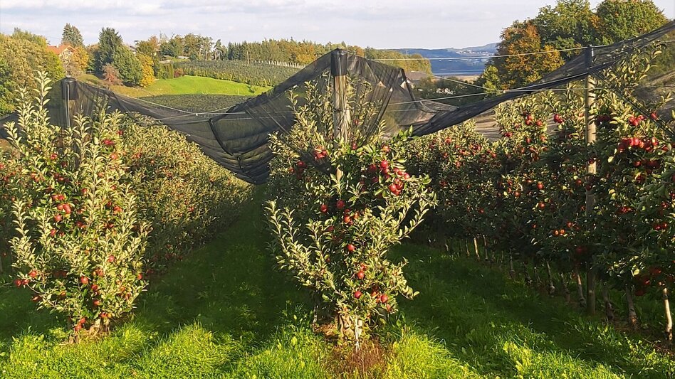 Bike Riding Panoramic tour, St. Ruprecht an der Raab - Weiz - Touren-Impression #2.9 | © Oststeiermark Tourismus