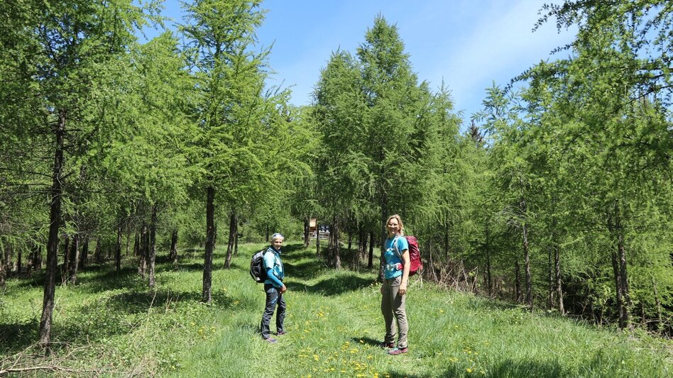 Hiking route Steinplan via Kalchbauer - Touren-Impression #2.4 | © WEGES OG