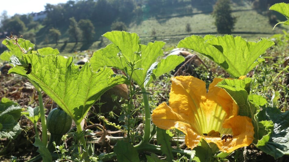 Hiking route Grosslobming field circuit - Touren-Impression #2.8 | © WEGES OG