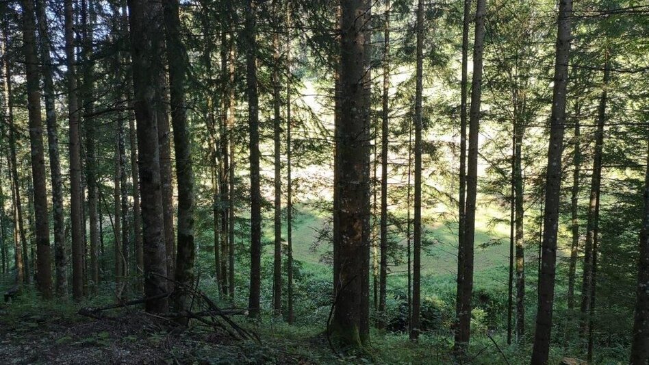 Wanderung Landler Spazierweg #7 Radstattrunde - Touren-Impression #2.7 | © TV Gesäuse