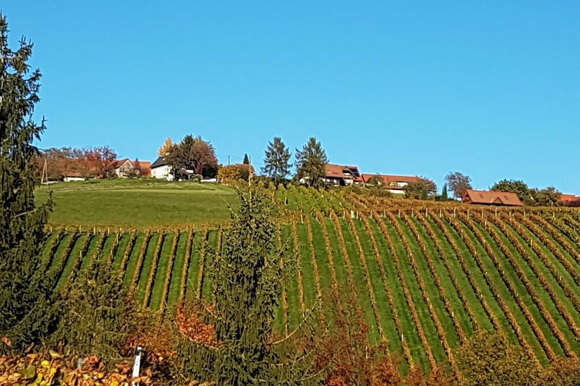 Hiking route Marhofer Genusswanderweg - Touren-Impression #1 | © Südsteiermark