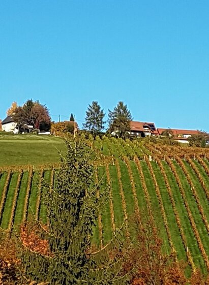 Blick vom Höchstenpunkt (Marhofberg/Kornkneul)  in Richtung Greisdorf | © Südsteiermark | CDM Incoming | © Südsteiermark