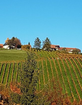 Blick vom Höchstenpunkt (Marhofberg/Kornkneul)  in Richtung Greisdorf | CDM Incoming | © Südsteiermark