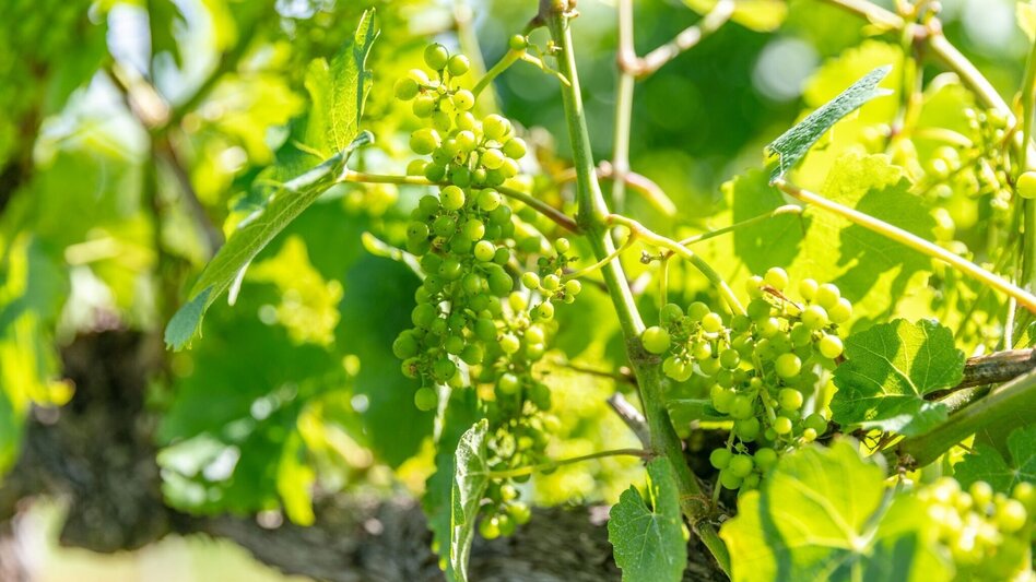 Wanderung Schilcherrundweg Variante 2 (verkürzt) – über Schloss Stainz/Bründlwald Nr. 551, S10, S12, S1, S2, S11, S8 - Touren-Impression #2.3 | © TVB Südsteiermark/Foto Augenblick