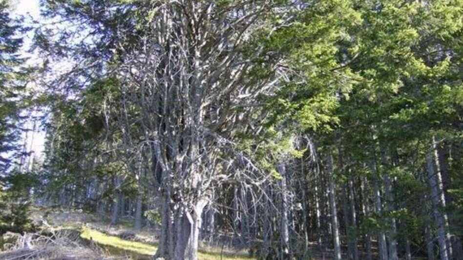 Hiking route Absetzwirt-round over the Reinischkogel - Touren-Impression #2.5 | © TVB Südsteiermark/Winfried Bräunlich