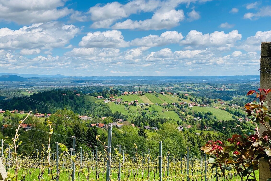 Wanderung Großer St. Stefan Rundweg S1 - Touren-Impression #1 | © Schilcherland Steiermark
