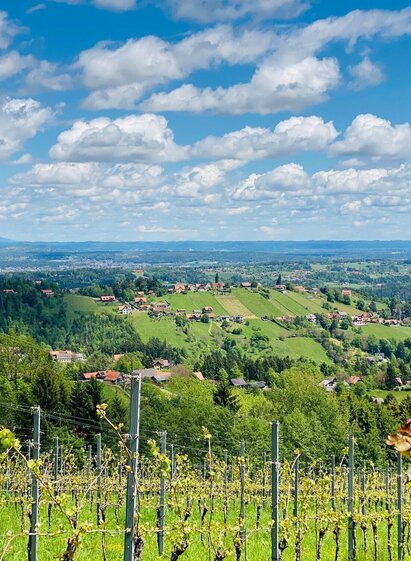 Vineyard Langegg | © Schilcherland Steiermark | Stefanie Schmid | © Schilcherland Steiermark