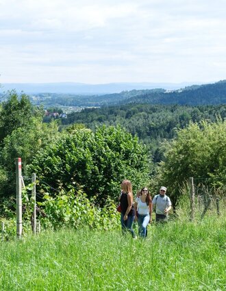 Uphill in the vineyard | Markus Trinkel | © TVB Südsteiermark/Markus Trinkel