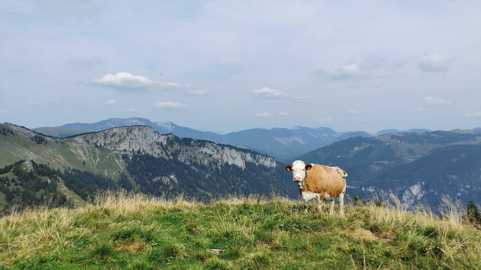 Hiking route On Proles and Königskogel in the Mürzer Oberland Nature Park - Touren-Impression #2.6 | © TV Hochsteiermark
