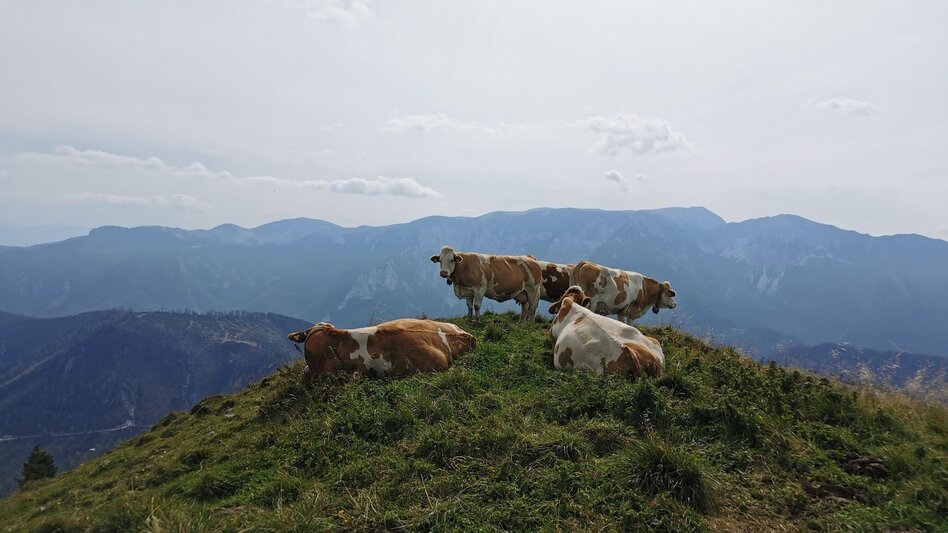 Hiking route On Proles and Königskogel in the Mürzer Oberland Nature Park - Touren-Impression #2.7 | © TV Hochsteiermark