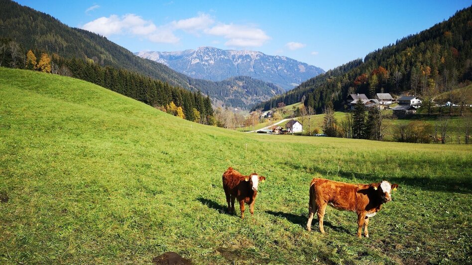 Hiking route Via the Malleistenalm to the Kaarlalm in the Mürzer Oberland Nature Park - Touren-Impression #2.4 | © TV Hochsteiermark