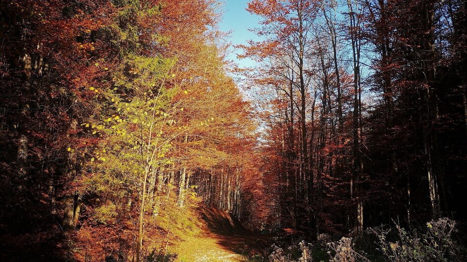 Hiking route Via the Malleistenalm to the Kaarlalm in the Mürzer Oberland Nature Park - Touren-Impression #2.7 | © TV Hochsteiermark