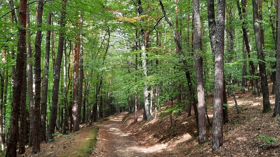 Hiking route From Pischelsdorf to the Kulm - Touren-Impression #2.3 | © Oststeiermark Tourismus
