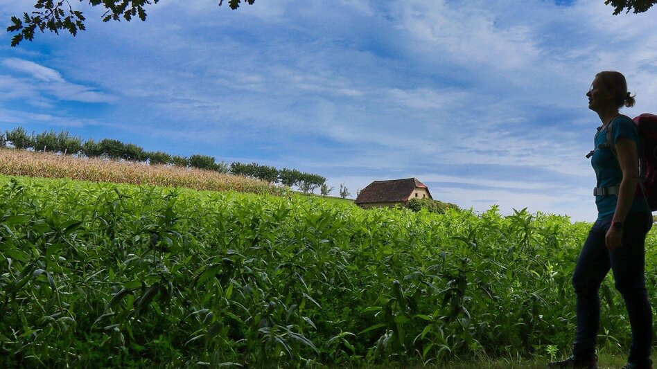 Hiking route From Pischelsdorf to the Kulm - Touren-Impression #2.4 | © Oststeiermark Tourismus