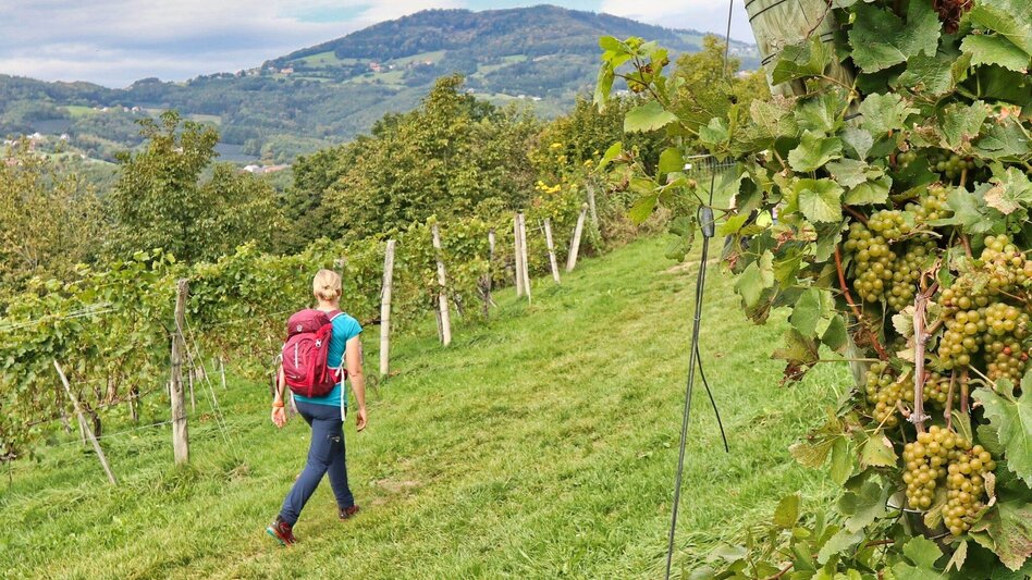 Hiking route From Pischelsdorf to the Kulm - Touren-Impression #2.5 | © Oststeiermark Tourismus
