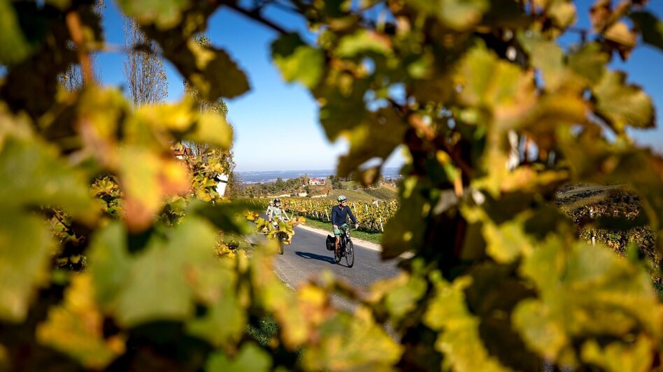 Bike Riding Cycling for pleasure - Wine Road Tour Variant 3 - "Kranachberg-Sernauberg" - Touren-Impression #2.4 | © Südsteiermark